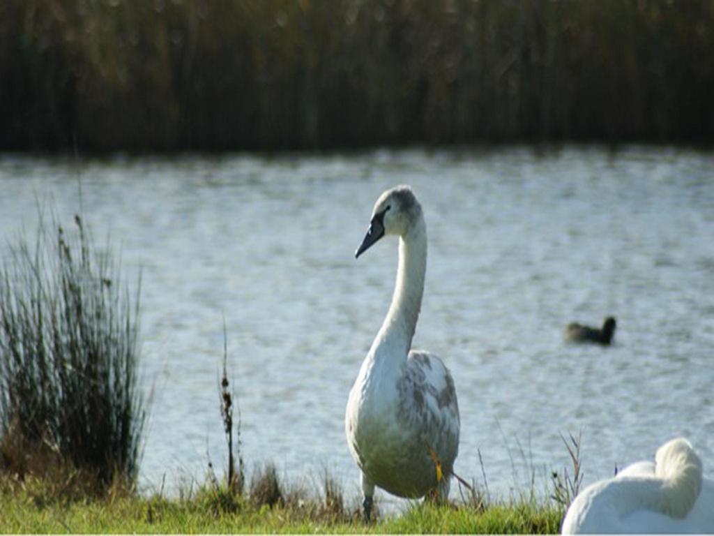 Auplands En-Suite Rooms Lymington Esterno foto