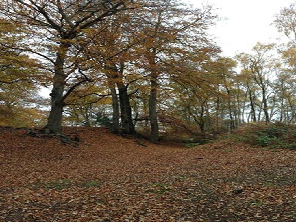 Auplands En-Suite Rooms Lymington Esterno foto
